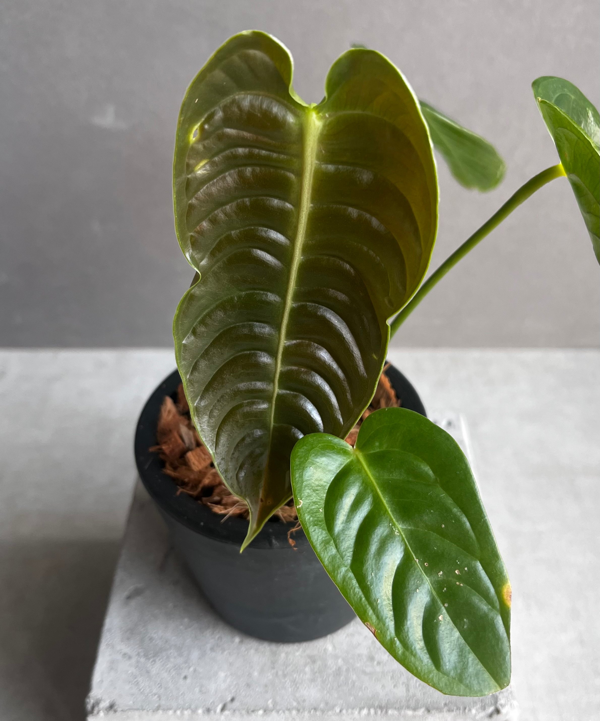 アンスリウム ベイチー 「Anthurium veitchii」96Y | SHOUCHIKUEN