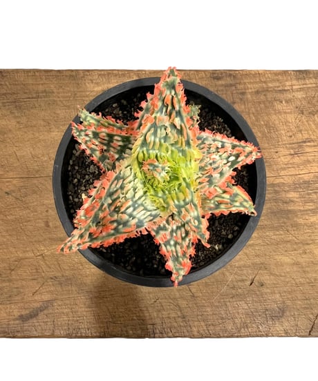 アロエ　ハイブリッド　aloe hybrid 綴化株　S1386-3 アロエ ハイブリッド aloe hybrid 綴化株 S1386-3 アロエ
