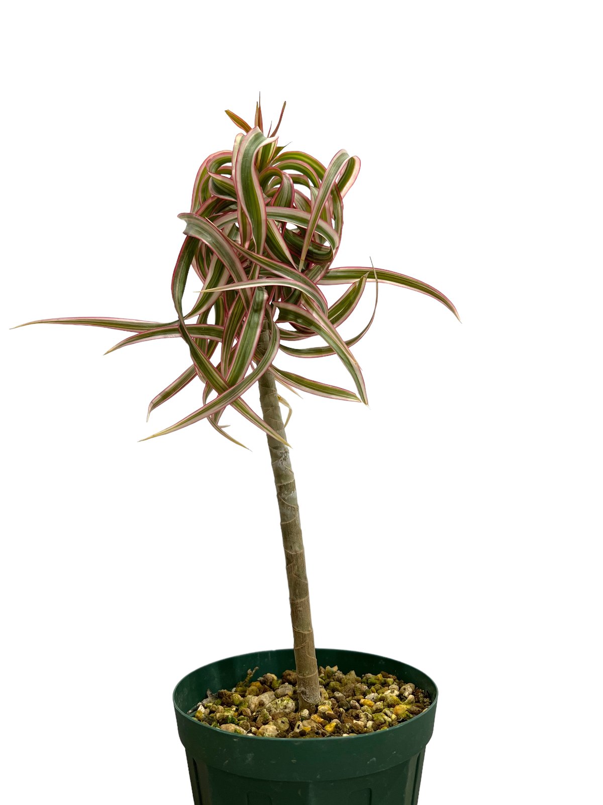 ドラセナ キュンティー「Dracaena concinne tricolor Kuhnty」2