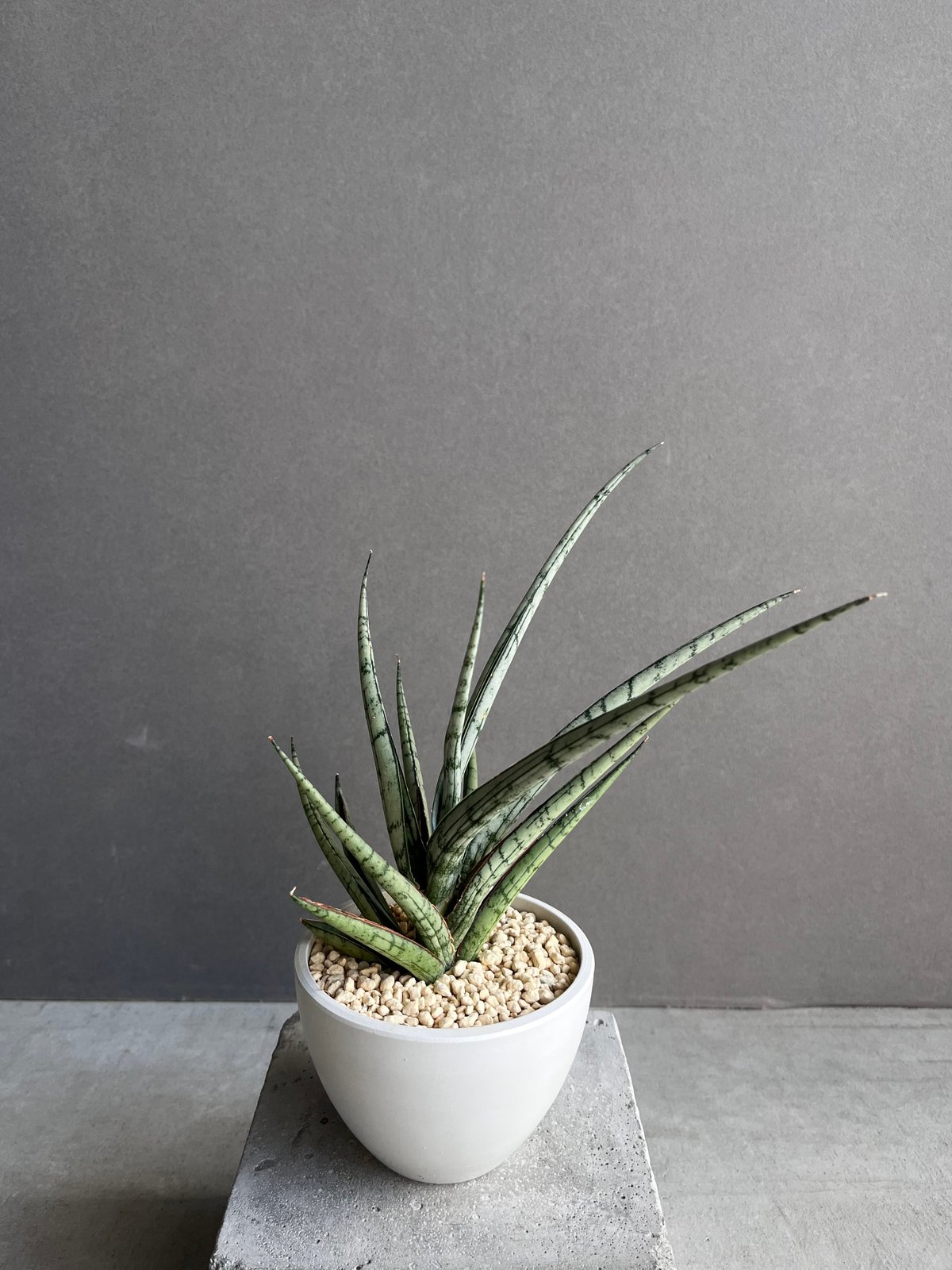 サンセベリア プラ カイ ケオ 「Sansevieria Pra Kay Kaow (by