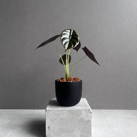 アロカシア 11種セット アロカシア 11種セット - メルカリ