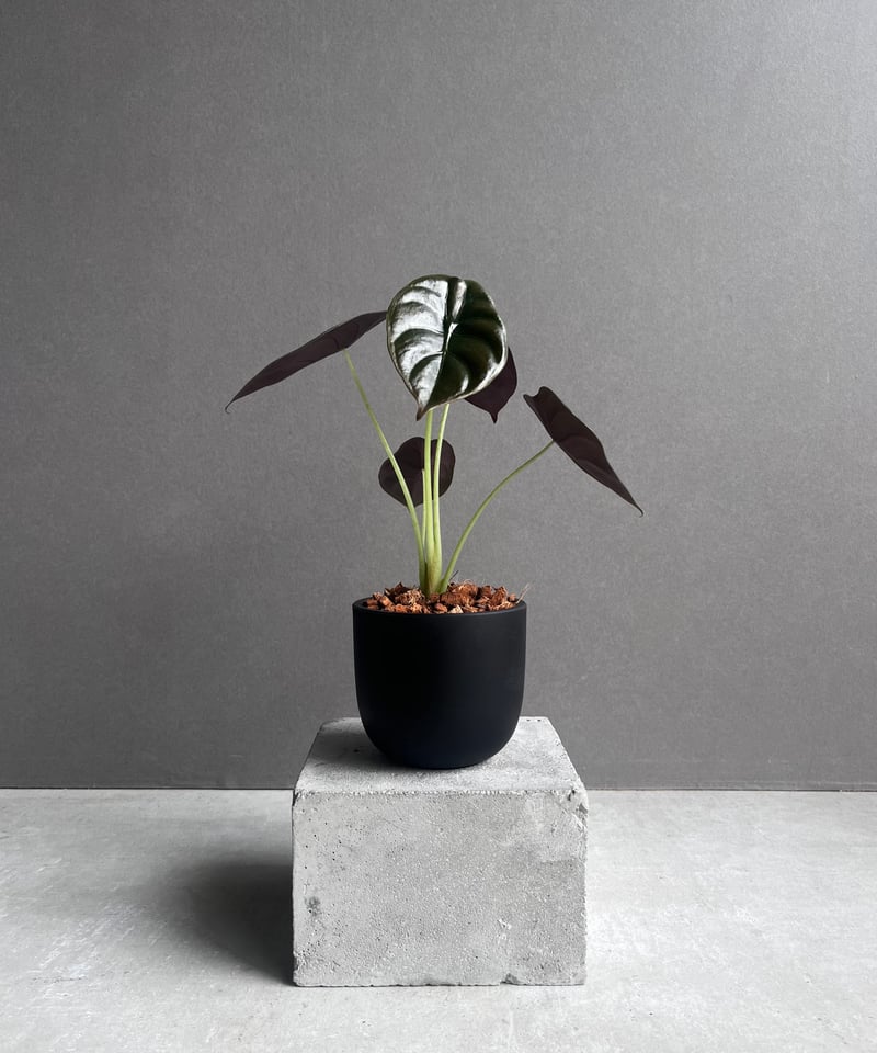 アロカシア クプレア “レッドシークレット” 「Alocasia cuprea “Red Se