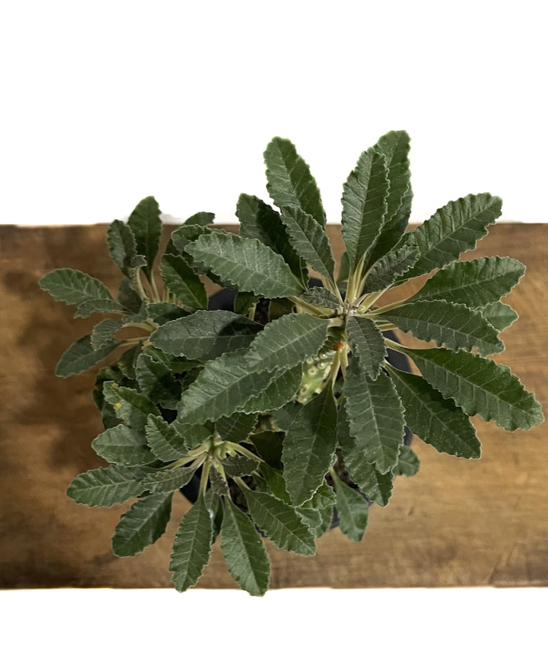 ドルステニア ラブラニー 多頭タイプ「Dorstenia lavrani」87E-1