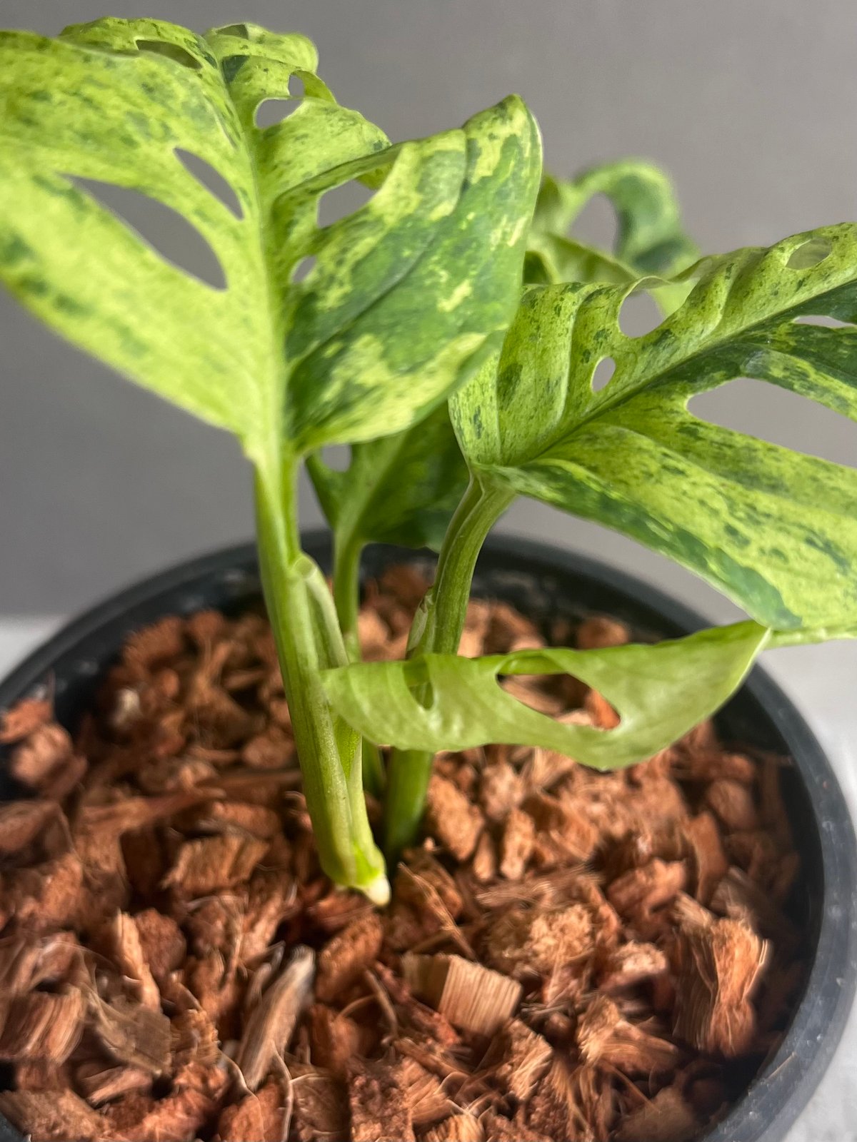 モンステラ ラニアタ ミント 斑入 「Monstera laniata mint varieg