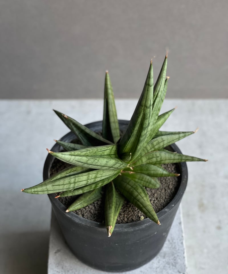 サンセベリア ヴィエナ「Sansevieria Vienna (by Unyamanee Ga