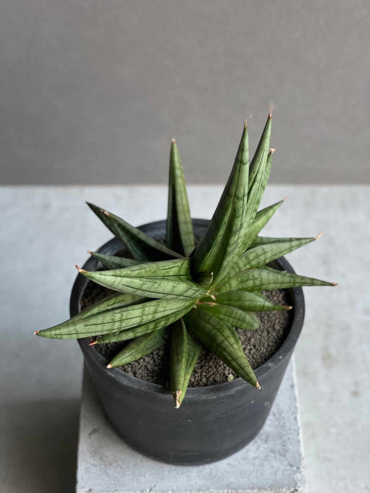サンセベリア ヴィエナ「Sansevieria Vienna (by Unyamanee Ga
