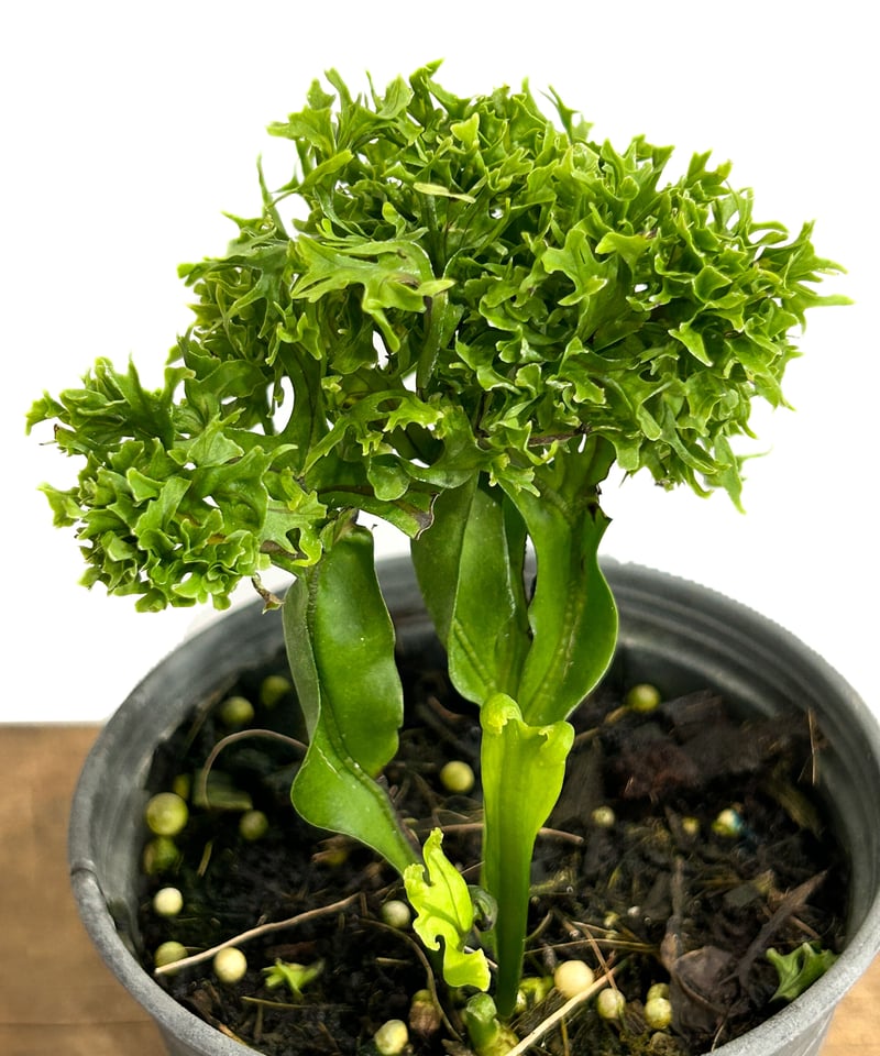 ミクロソリウム ハイブリッド ドワーフ「Microsorium hybrid. Dwarf」8