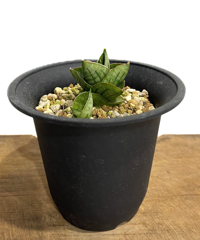 サンスベリア S サンスベリア ansevieria Rosa