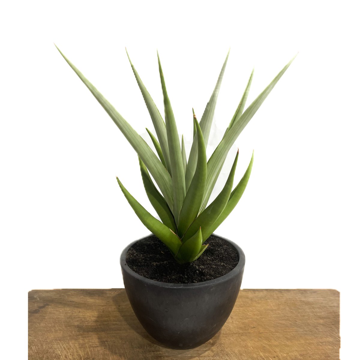 サンセベリア チャニン「Sansevieria Chanin(by Unyamanee Gar