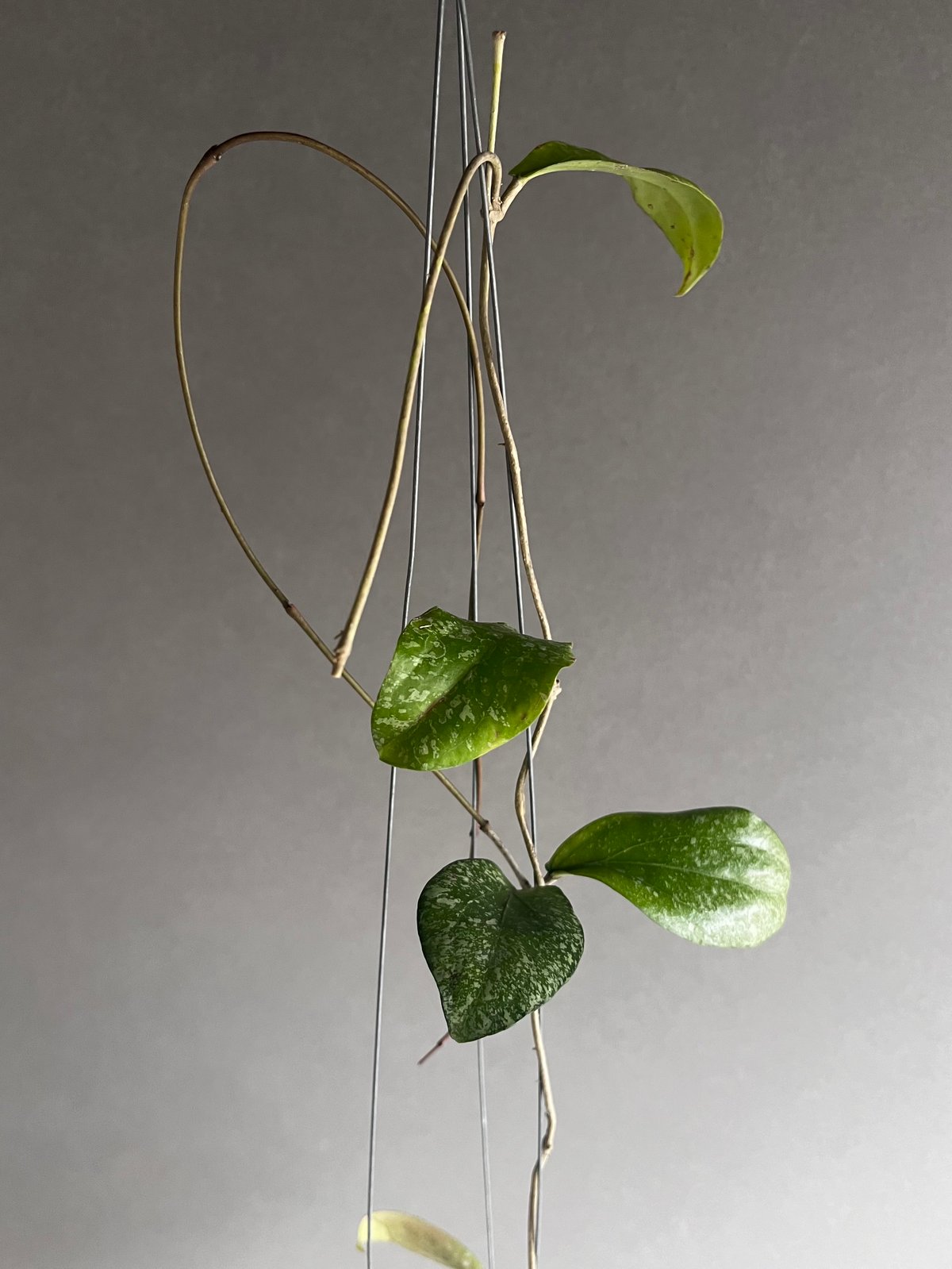 花座つき　レア　ホヤ　エリスリナ hoya erythrinaサクララン 花座つき レア ホヤ エリスリナ hoya erythrinaサクララン