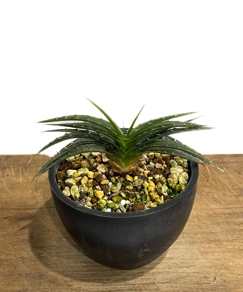 ディッキア スマイル (ドワーフ タイプ ハイブリッド)「Dyckia Smile