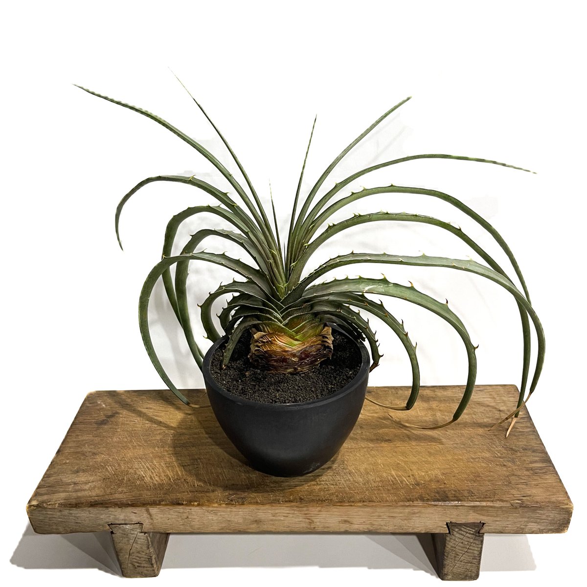 Dyckia estevesii 2　ディッキア　エステベシー ディッキア エステベシー 「Dyckia estevesii」 6/25-829 | SHO