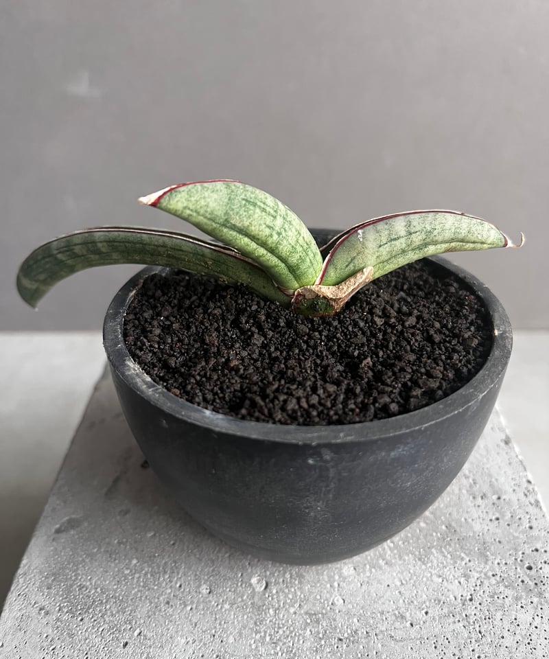 サンセベリア エイレンシス 「Sansevieria eilensis Lav.10178」7