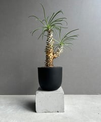 サンスベリア・コヨーテ fit=scale-down,w=1200