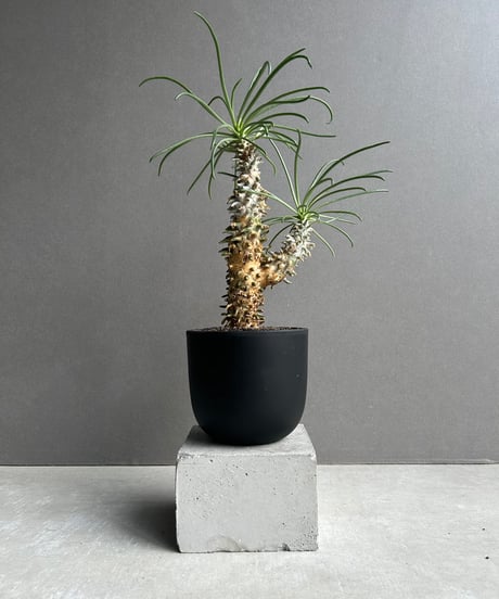 CATEGORY コーデックス(塊根植物) | SHOUCHIKUEN