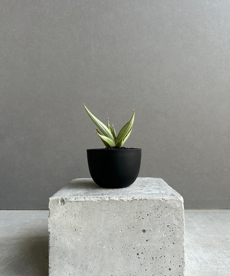 サンセベリア レクサス 「Sansevieria Lexus (by Unyamanee Ga