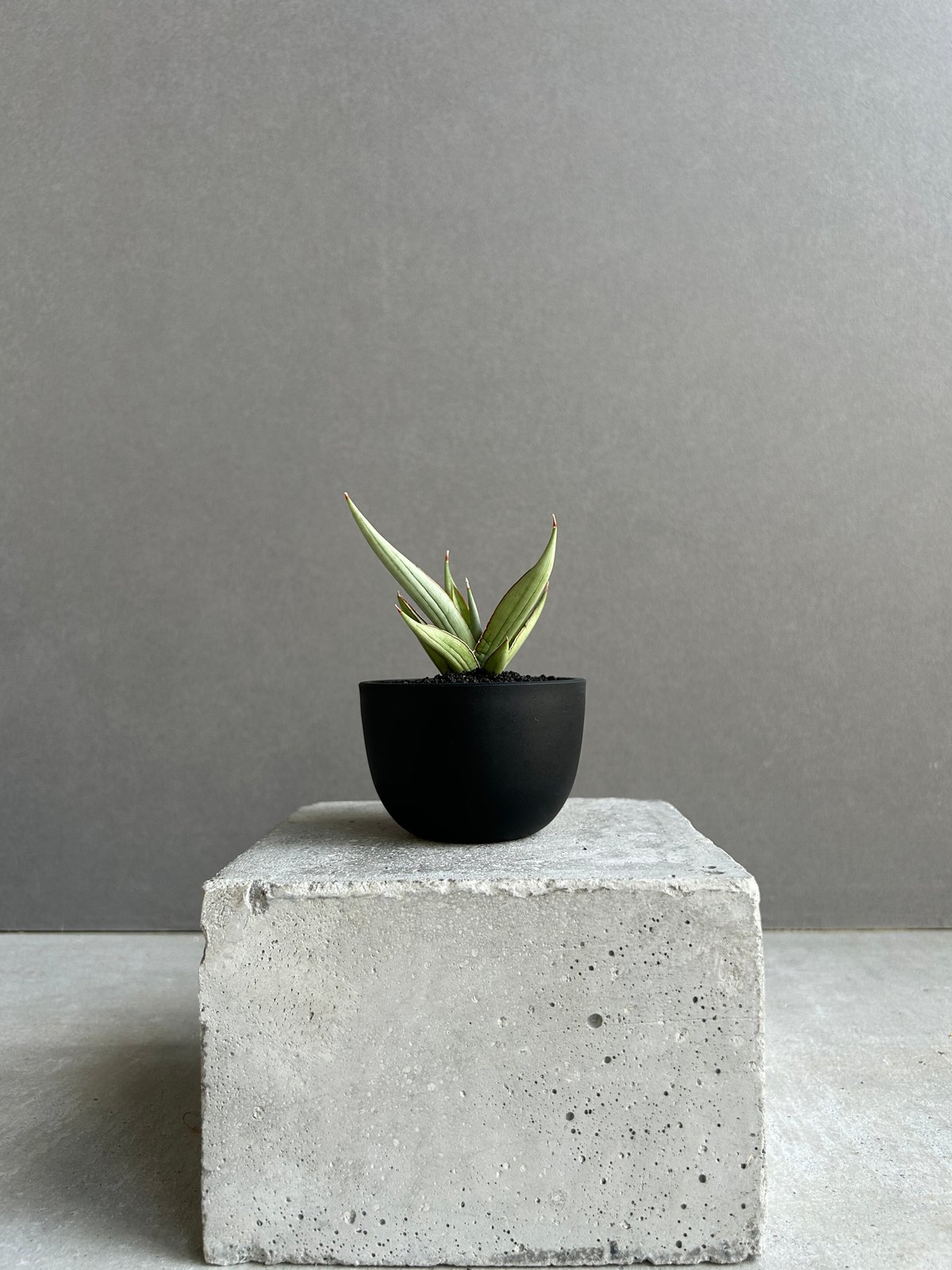 EMP サンセベリア LEXUS レクサス / アンヤマニーガーデン SA386 サンセベリア レクサス 「Sansevieria Lexus (by Unyamanee Ga