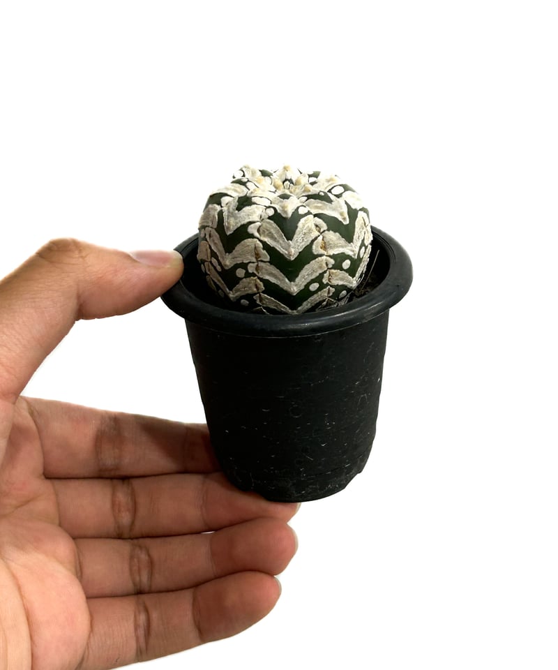アストロフィツム 兜 Ⅴタイプ (実生)「Astrophytum asterias V typ