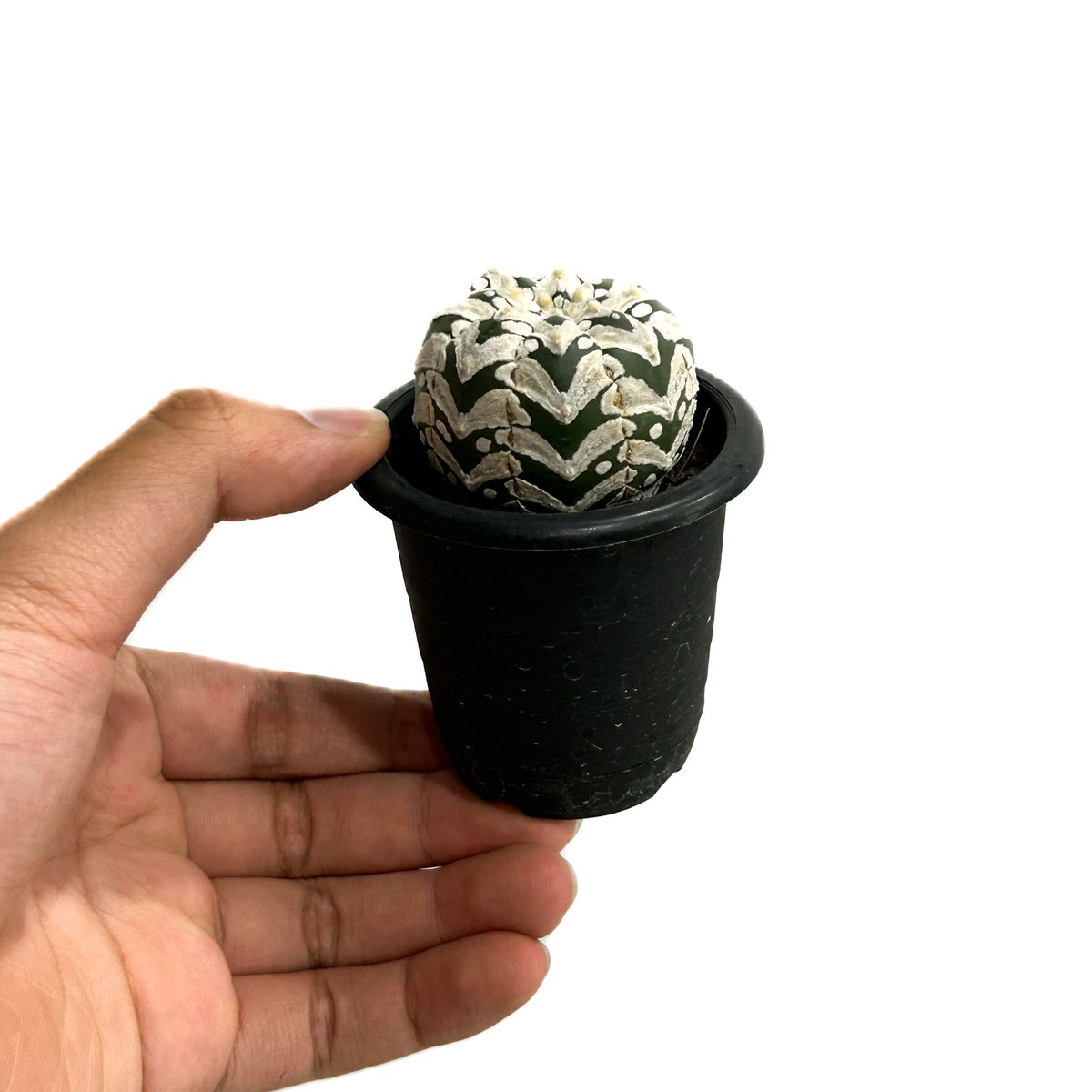 アストロフィツム 兜 Ⅴタイプ (実生)「Astrophytum asterias V typ