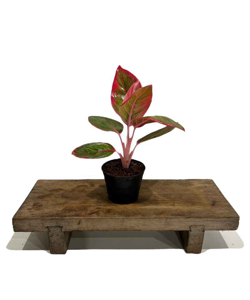 アグラオネマ リップスティック カンザ 「Aglaonema Lipstick Khanza」