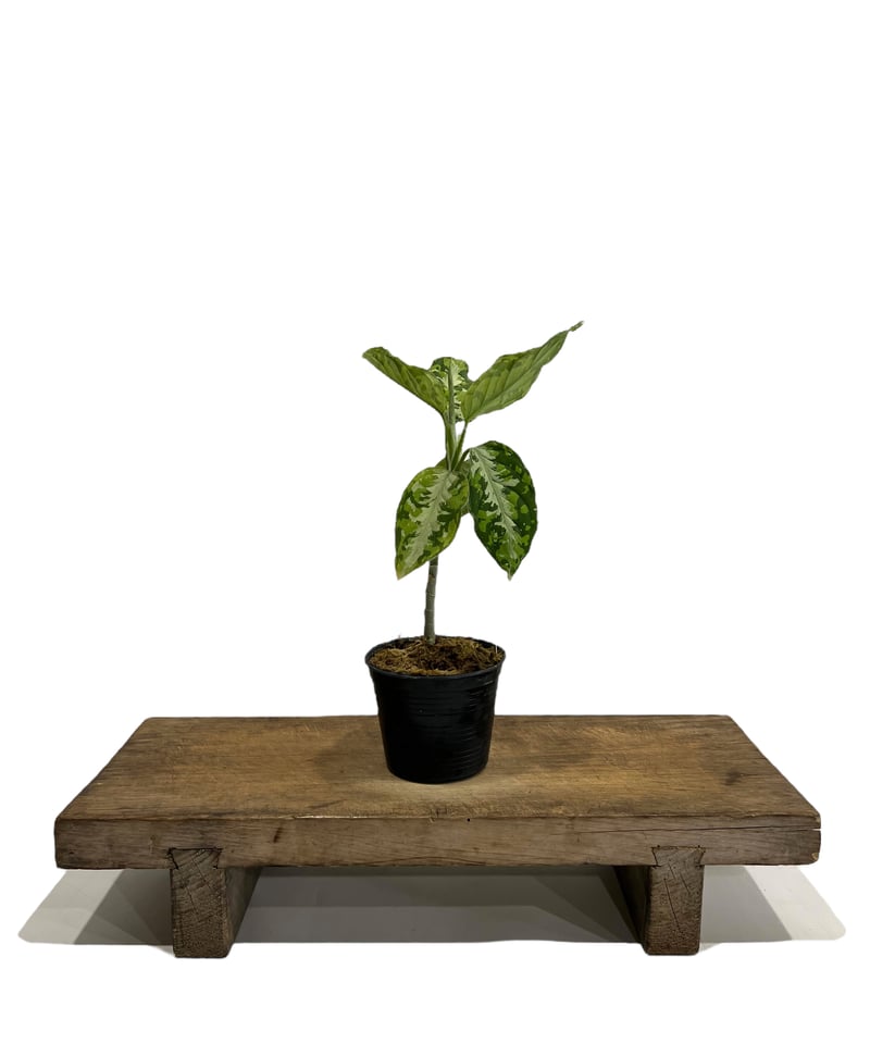 アグラオネマ ピクタム トリカラー「Aglaonema pictum tricolor」67I