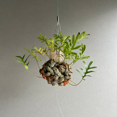 アリ植物 | STORES