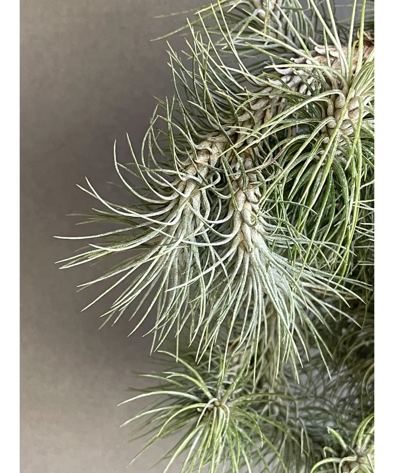 ティランジア フンキアナ レクルビフォリア クランプ「Tillandsia