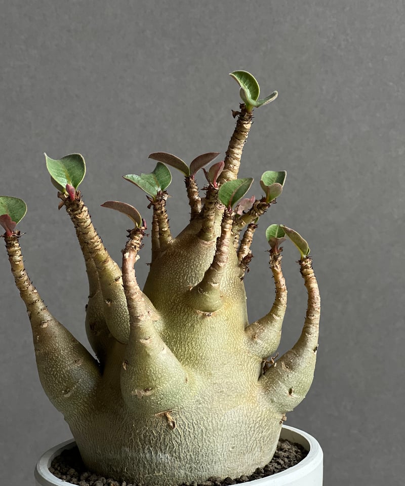 アデニウム アラビカム　多幹 アデニウム アラビカム スーパー ドワーフ タイプ 「Adenium