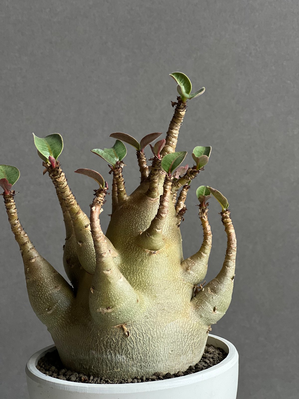 アデニウム アラビカム スーパー ドワーフ タイプ 「Adenium