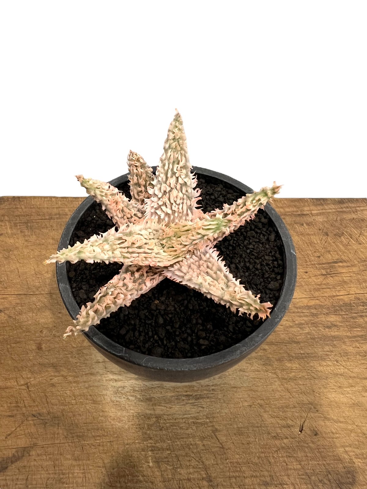 アロエ　テンプラ アロエ テンプラ | GREEN LUCK