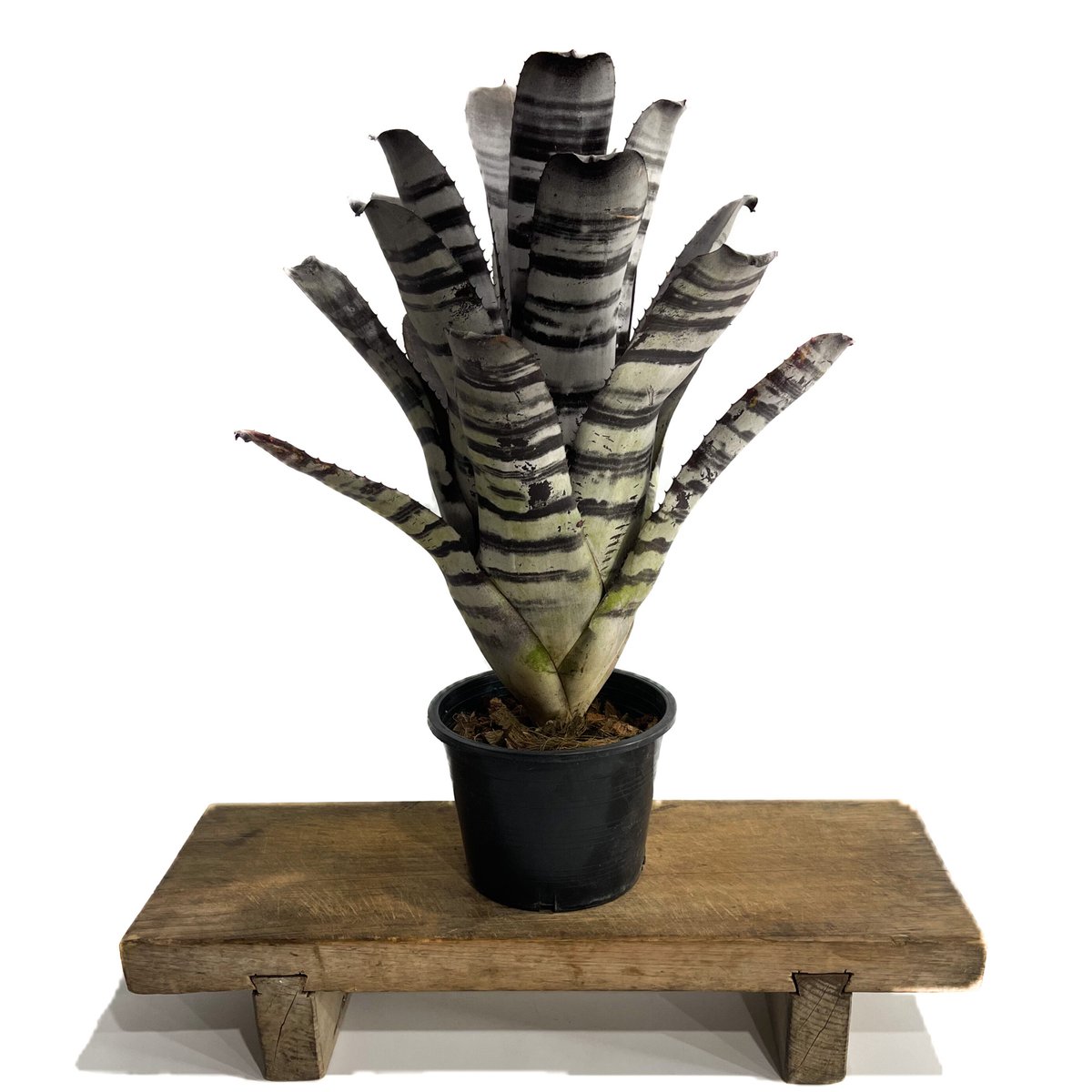 ブロメリア・エアープランツ Aechmea Black Ebony Aechmea chantinii Black Ebony 【artPLANTs】エクメア/タンク
