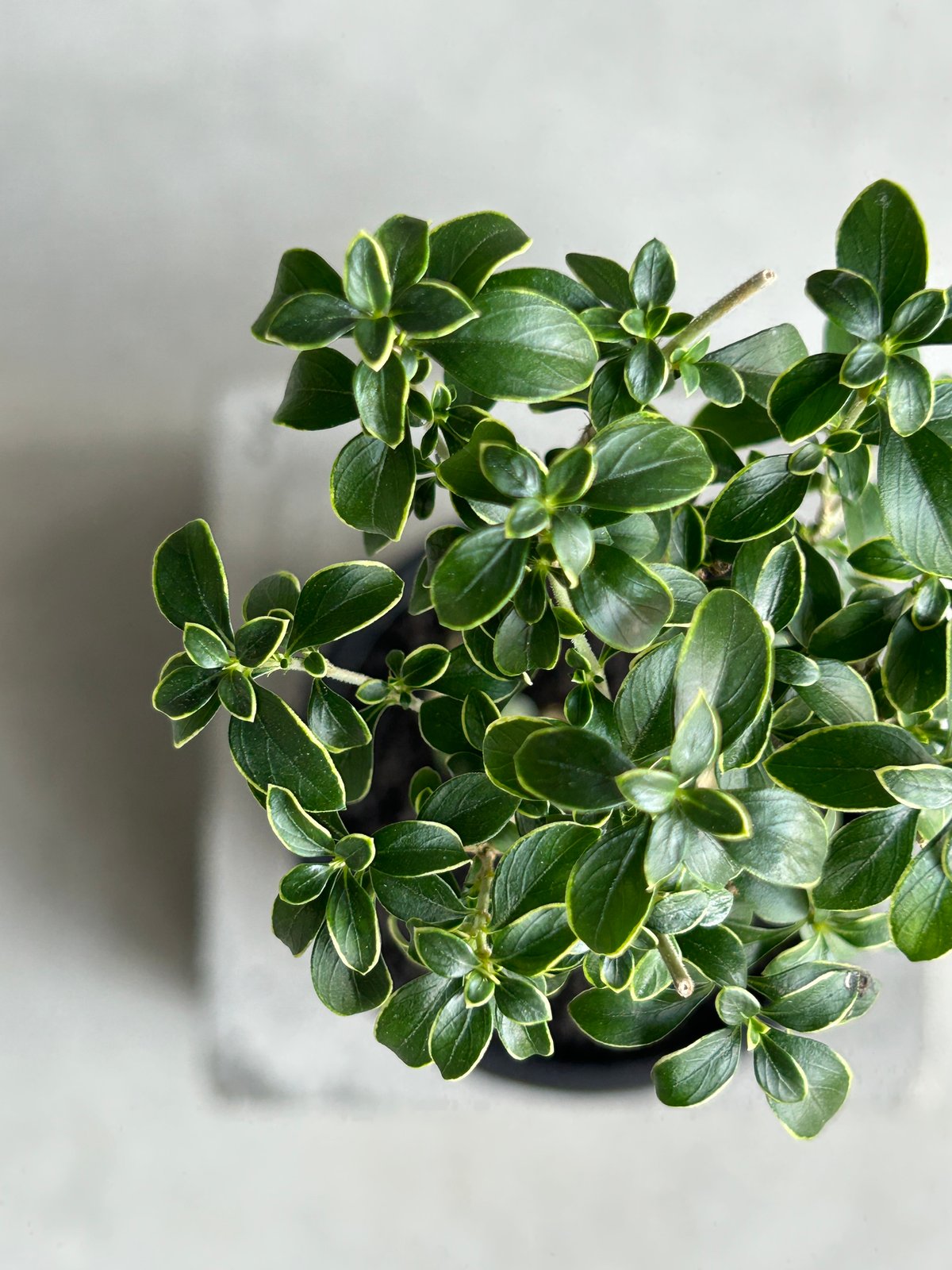 香丁木（こうちょうぎ）「Serissa japonica」 58K | SHOUCHIKUEN