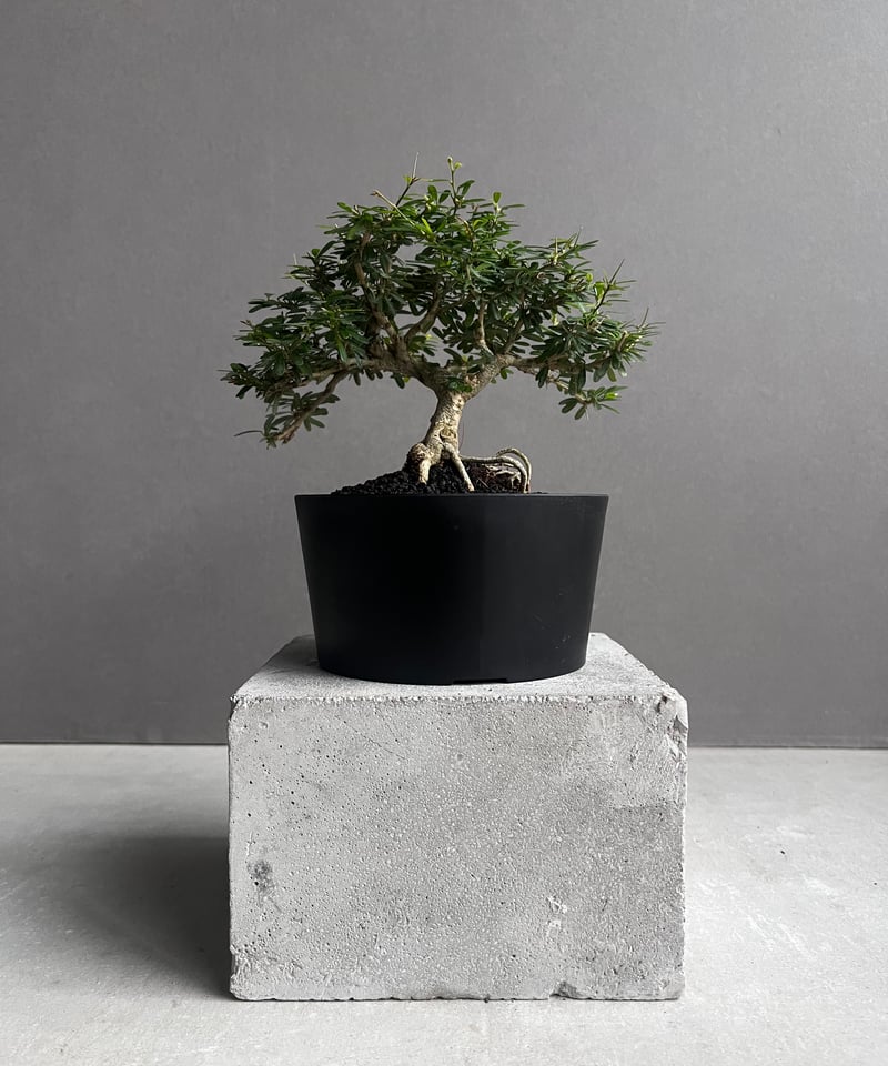 うち” 盆栽 「“UCHI” BONSAI 」76A | SHOUCHIKUEN