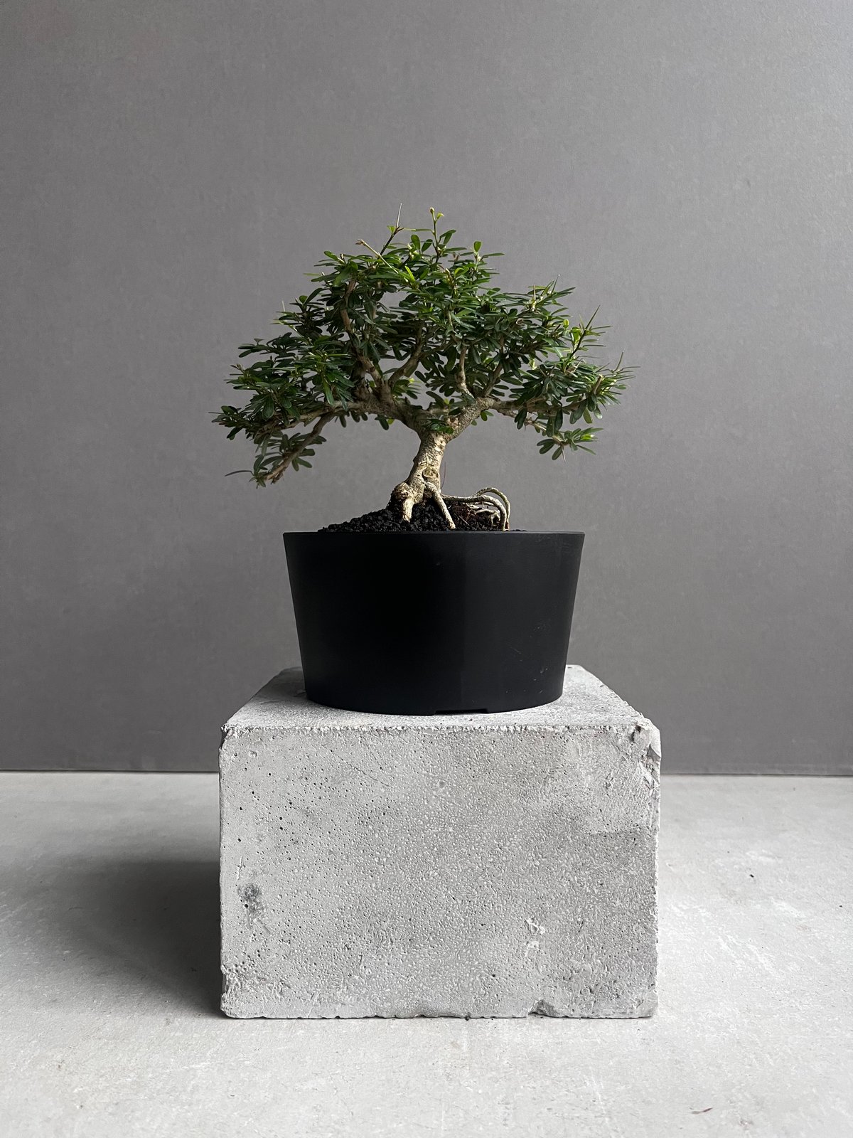 盆+栽 うち” 盆栽 「“UCHI” BONSAI 」76A | SHOUCHIKUEN