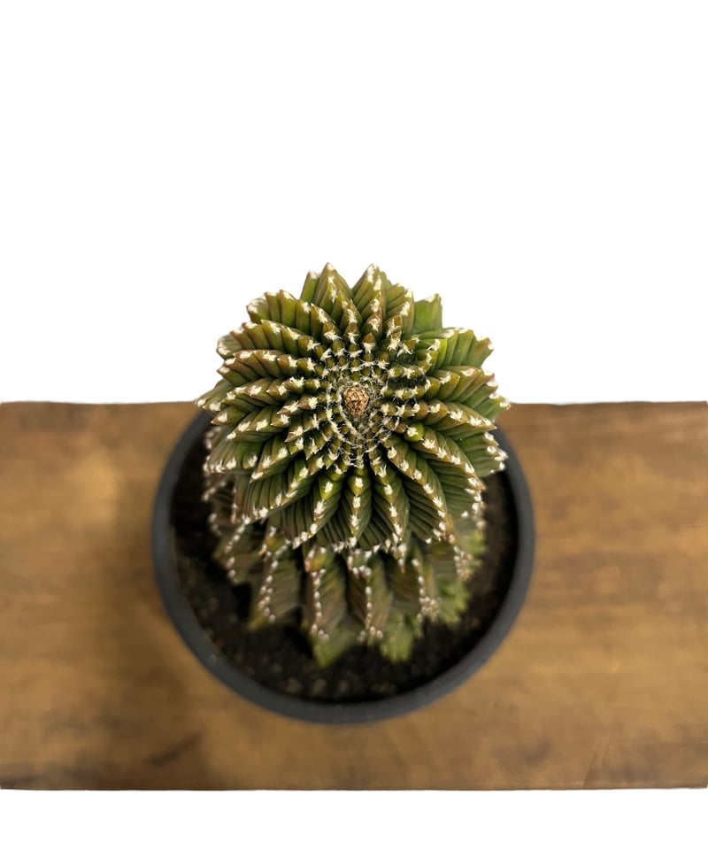 ギムノカリキウム ミハノビッチ 変異種 “選抜個体”「 Gymocalycium