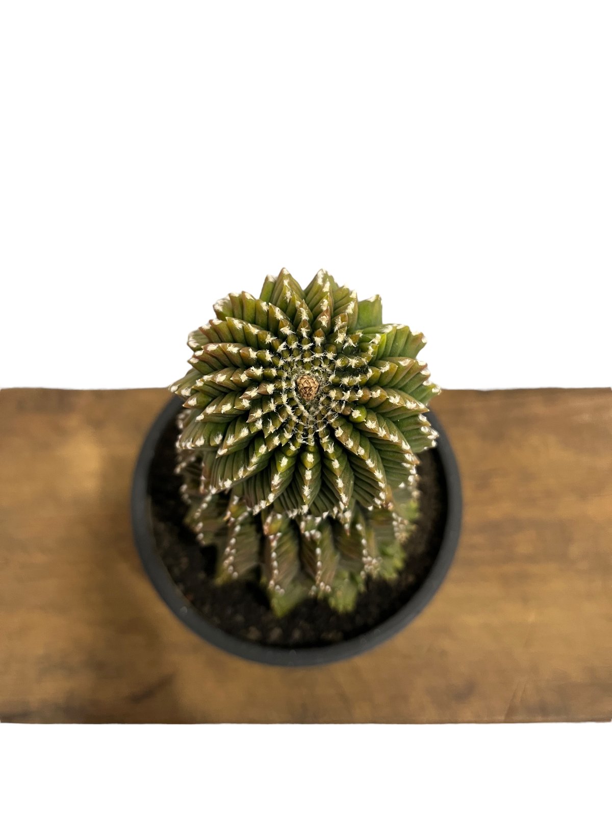 ギムノカリキウム ミハノビッチ 変異種 “選抜個体”「 Gymocalycium