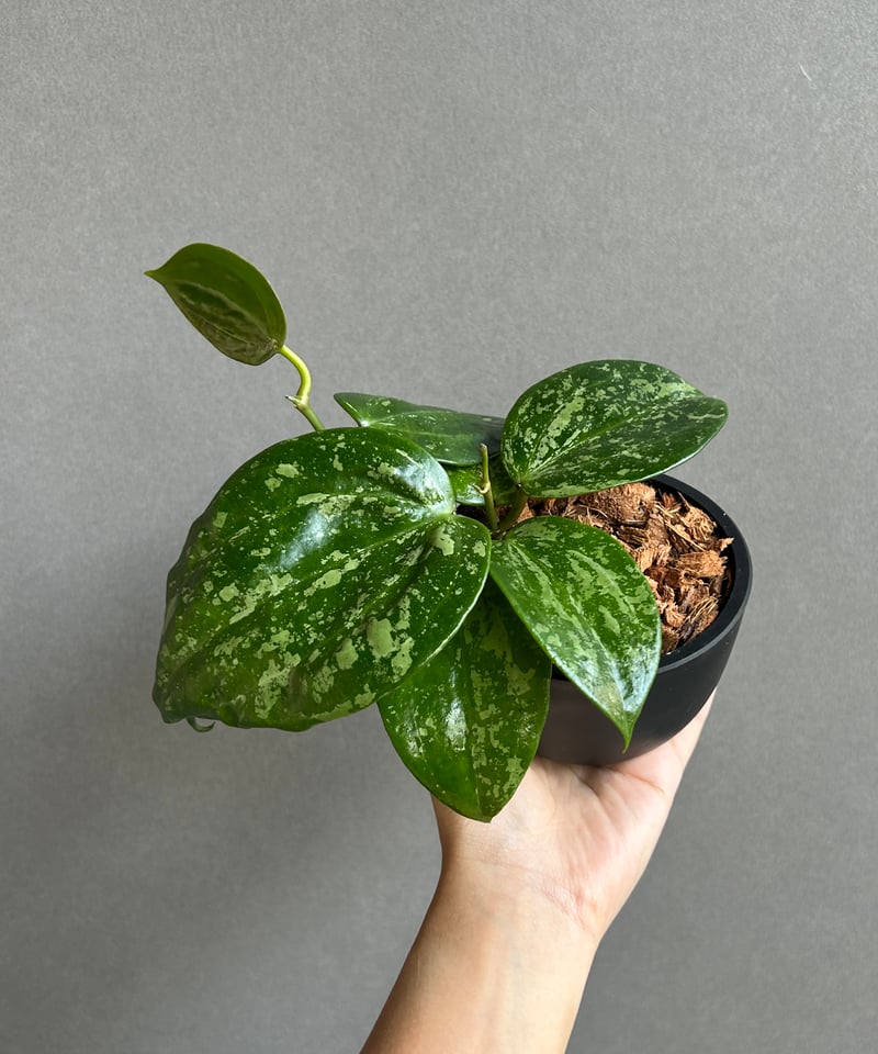 ホヤ ラティフォリア スノー クイーン 「Hoya latifolia Snow Queen」