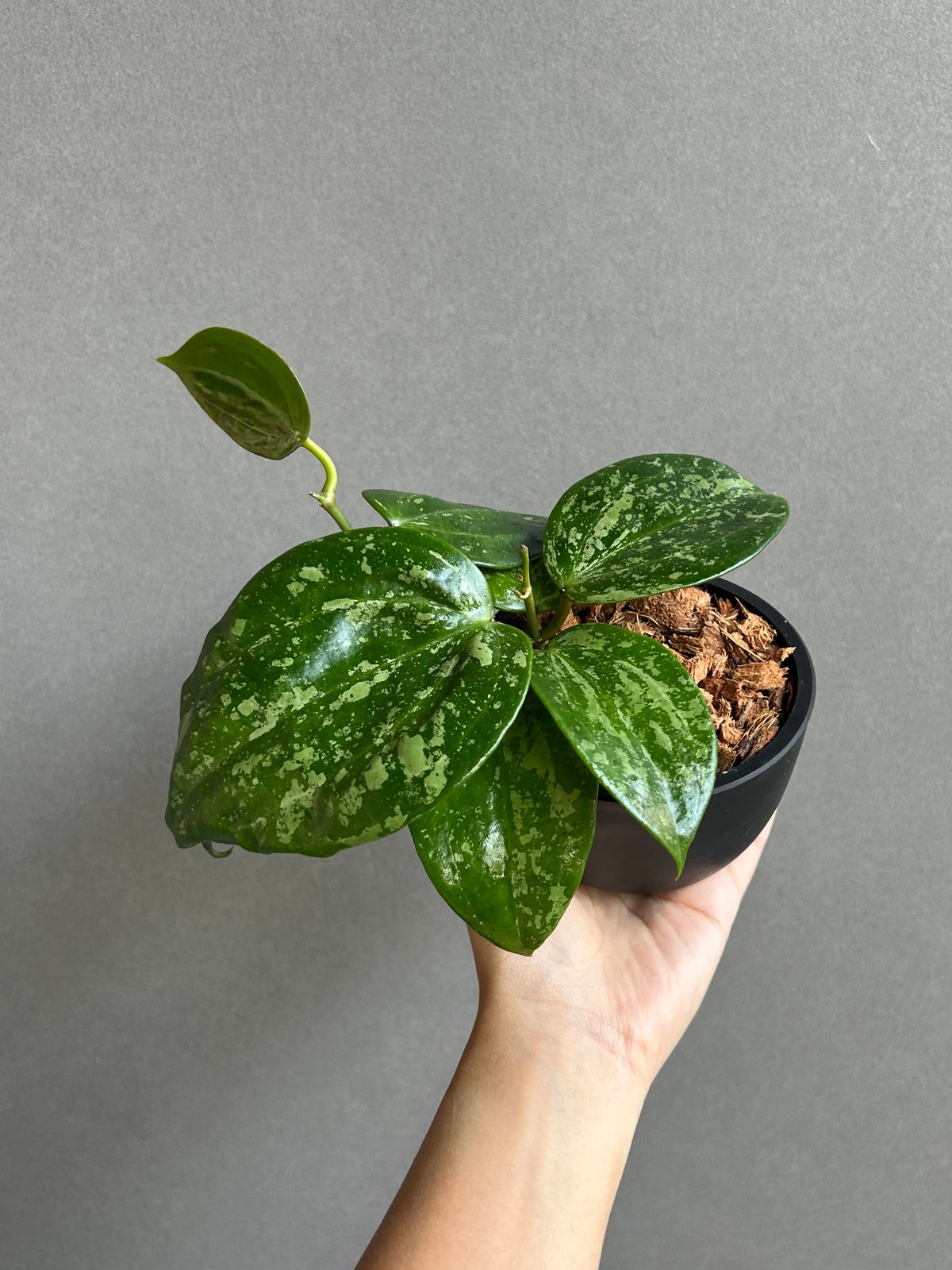 ホヤ ラティフォリア スノー クイーン 「Hoya latifolia Snow Queen」