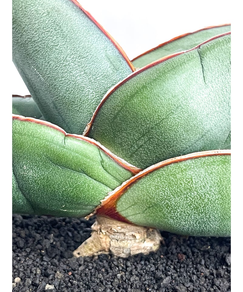 サンセベリア エーレンベルギー バナナ 「Sansevieria サンセベリア エーレンベルギー バナナ 「Sansevieria
