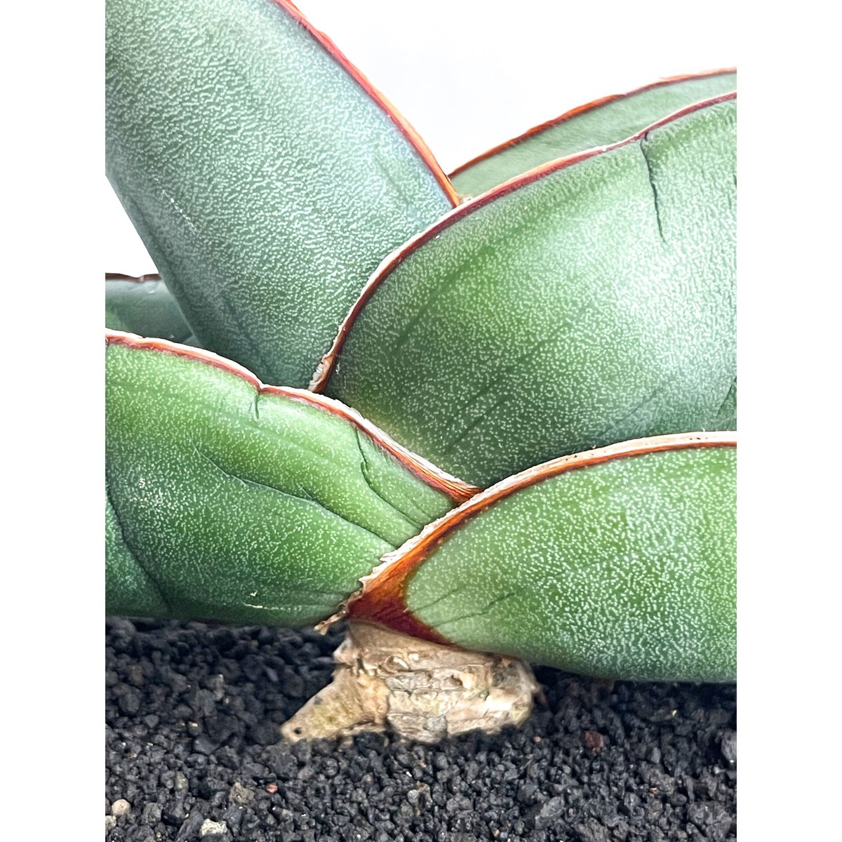 サンセベリア エーレンベルギー バナナ 「Sansevieria サンセベリア エーレンベルギー バナナ 「Sansevieria