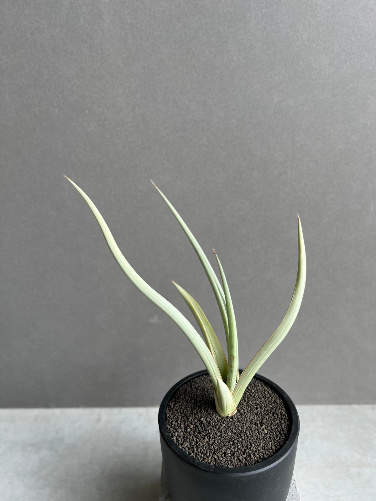 サンセベリア ダンシング ドラゴン 「Sansevieria Dancing Dragon