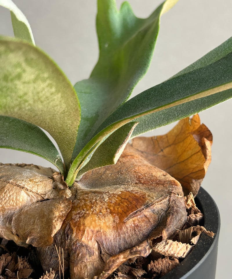 ビカクシダ ウィリンキー cv. ノース スター スポアリング セレクト「P