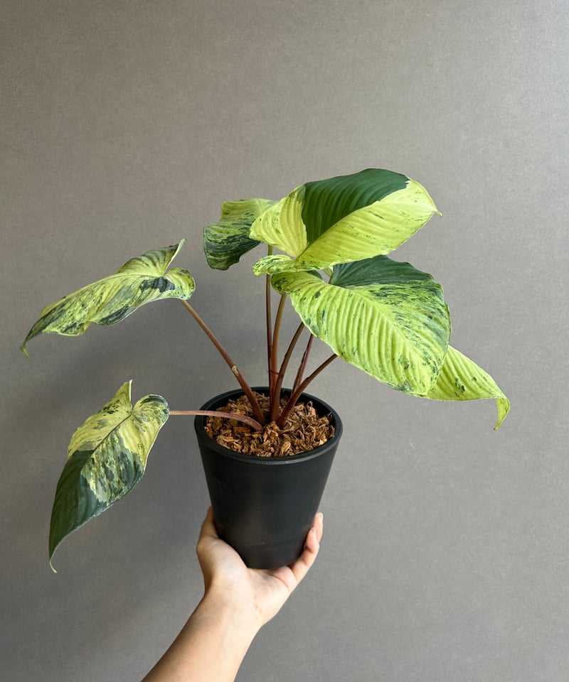 ホマロメナsp.グリーンレッドバック ランガット カミハタ便 熱帯植物 ホマロメナsp.グリーンレッドバック ランガット カミハタ便 熱帯植物