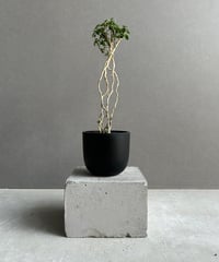 ビカクシダ ウィリンキー RU27 Yahoo!オークション - P. willinckii 'Ru27' ウィリンキー【vandaka】