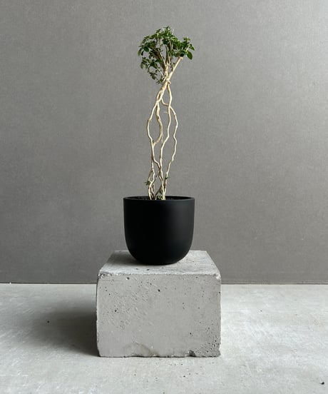 CATEGORY Plants | SHOUCHIKUEN