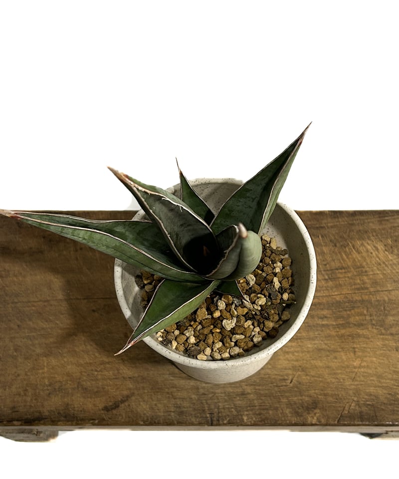 サンセベリア ピングイキュラ ロンギフォリア 「Sansevieria