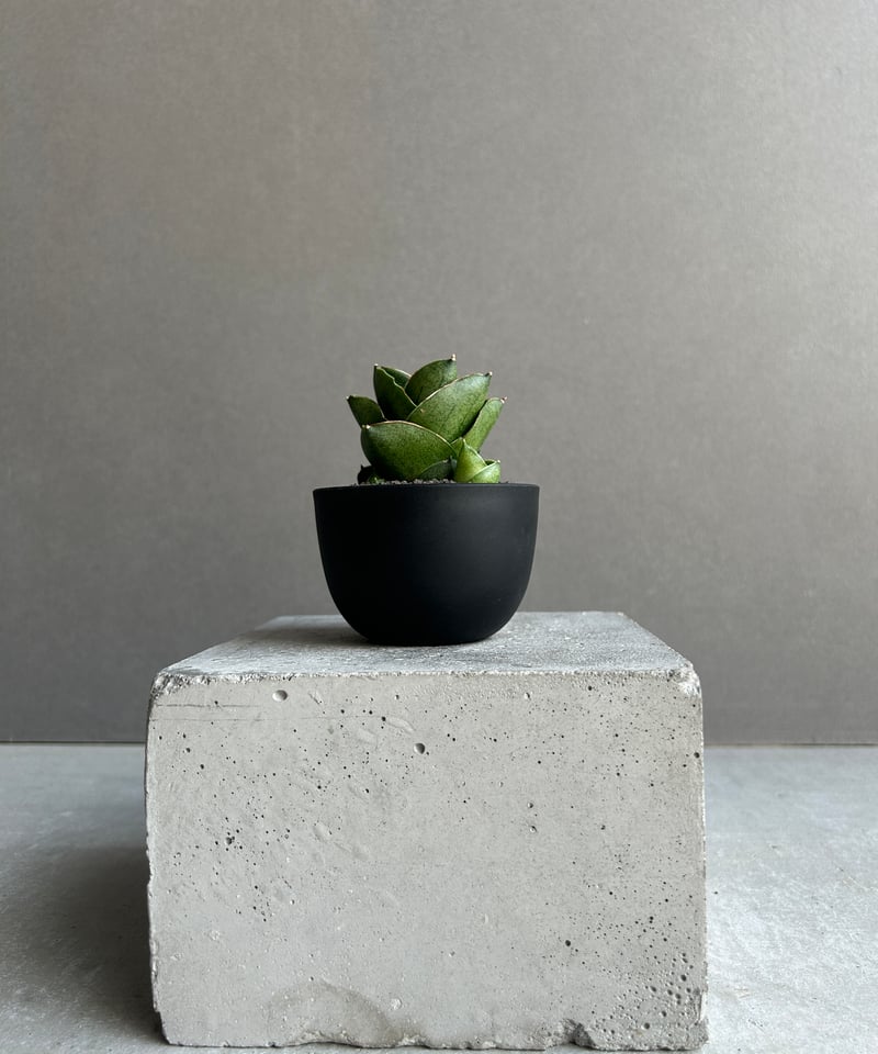サンセベリア ベンジャロン「Sansevieria Benjarong (by Unyaman