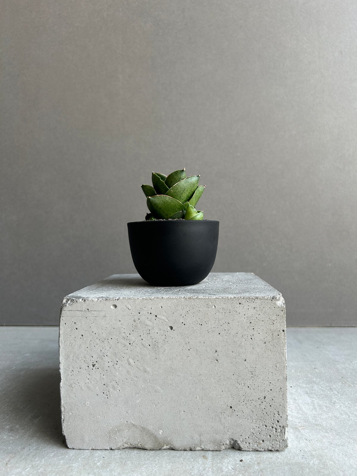 サンセベリア ベンジャロン「Sansevieria Benjarong (by Unyaman