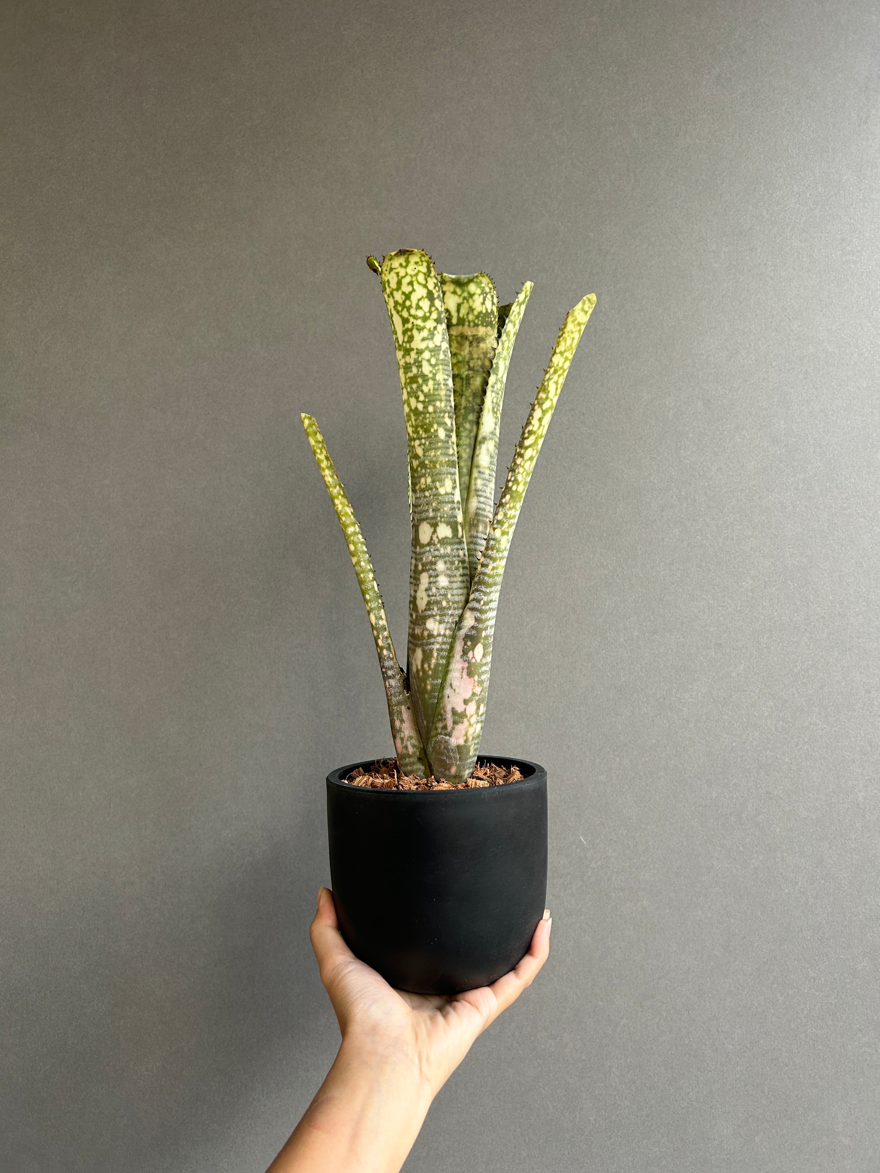 ビルベルギア トゥッティ フルッティ 「Billbergia Tuti Fruti」32H |