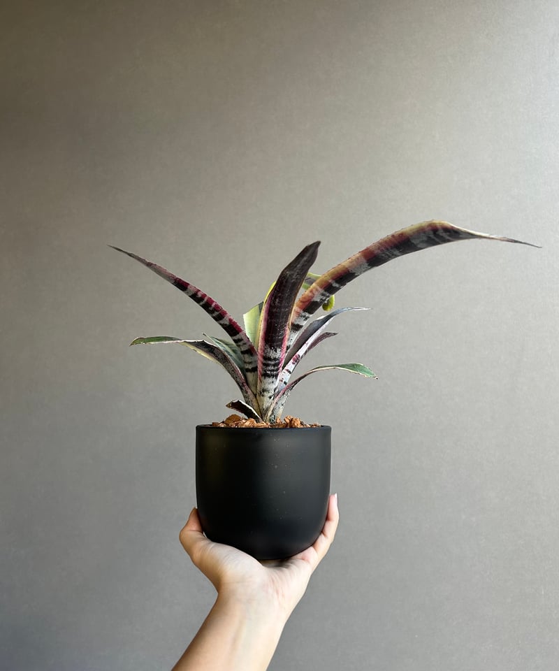 エクメア オットー 「Aechmea Otto」56M | SHOUCHIKUEN